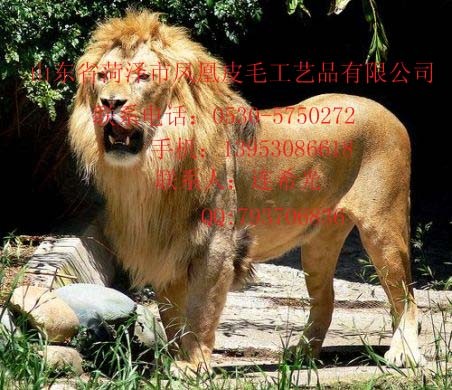供应仿真照相 狮子 